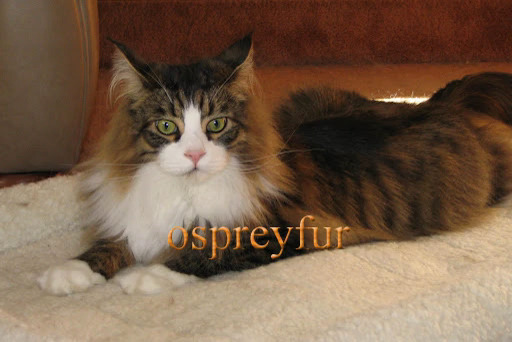 Ospreyfur
